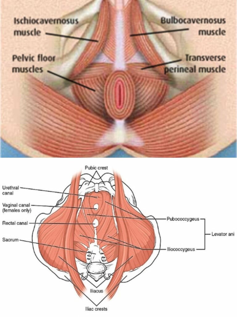 Penis Muscle Ligaments - Penile Pain - Vale Health Clinic